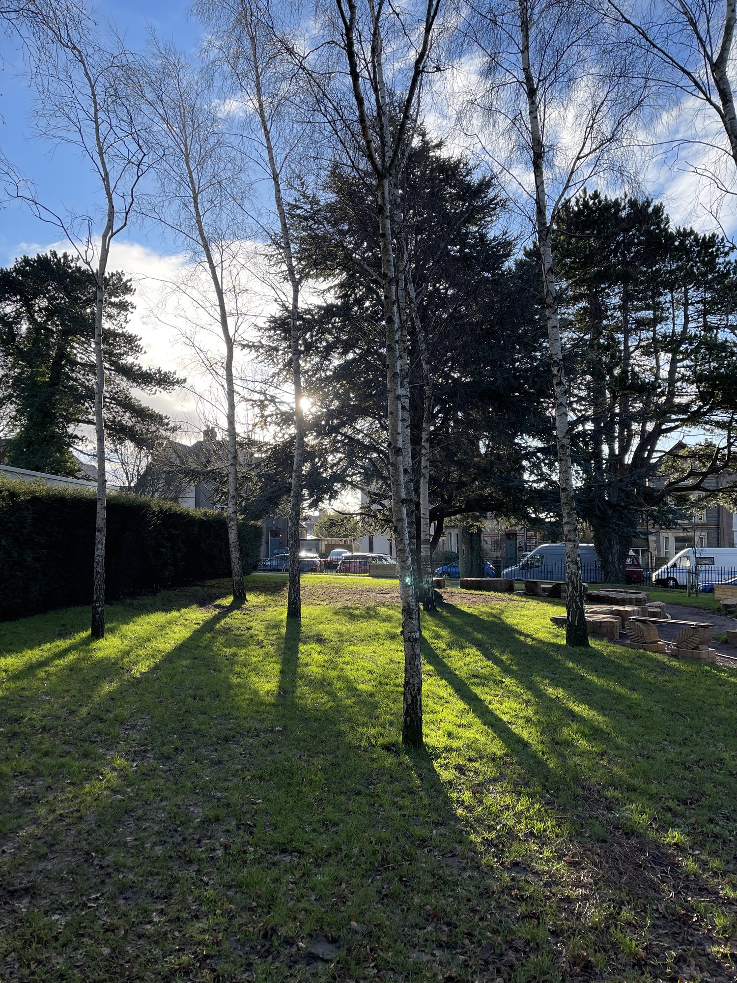 Birch trees casting long winter shadows across the lawn in Belle Vue Park