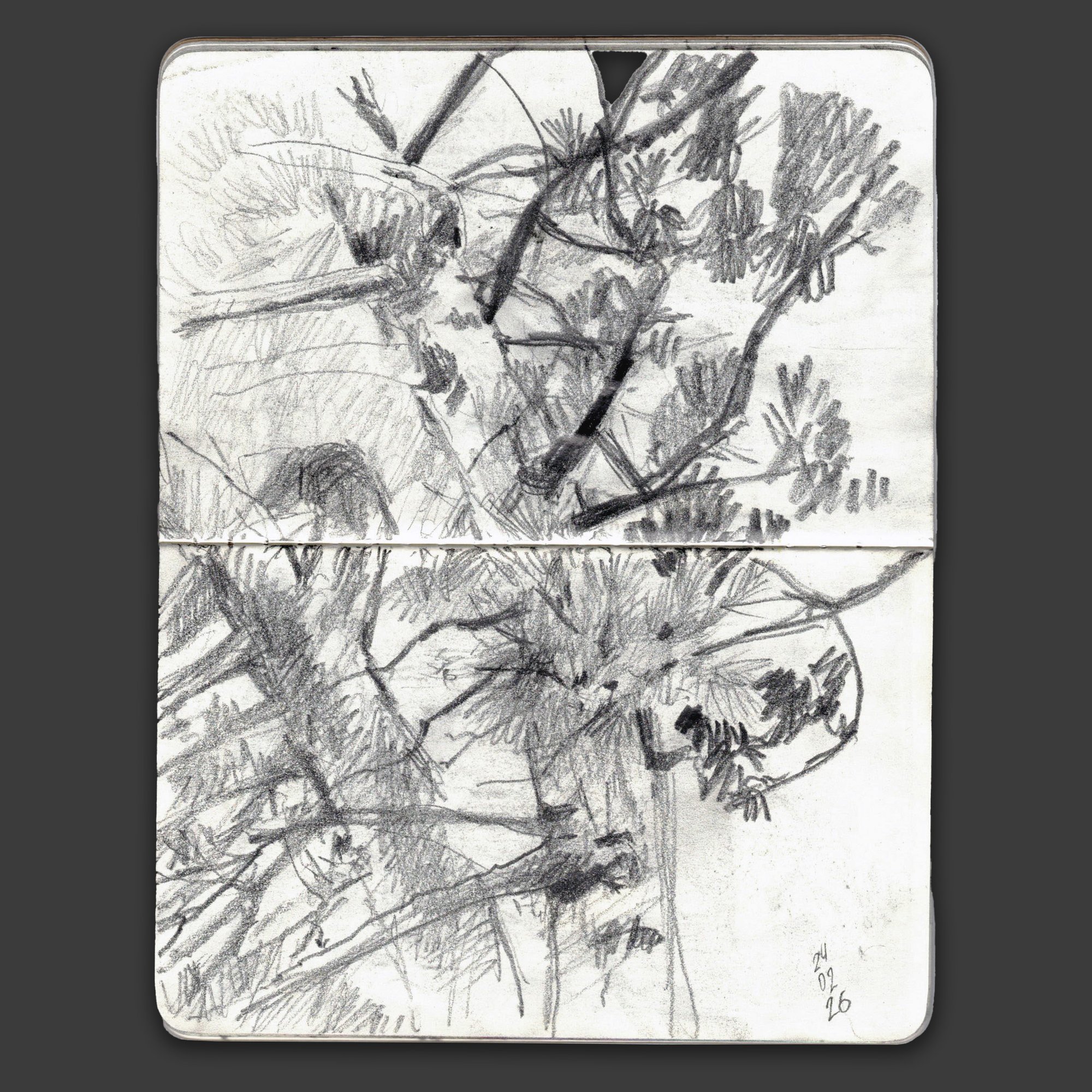 Sketchbook drawing of pine branches overhead in Belle Vue Park
