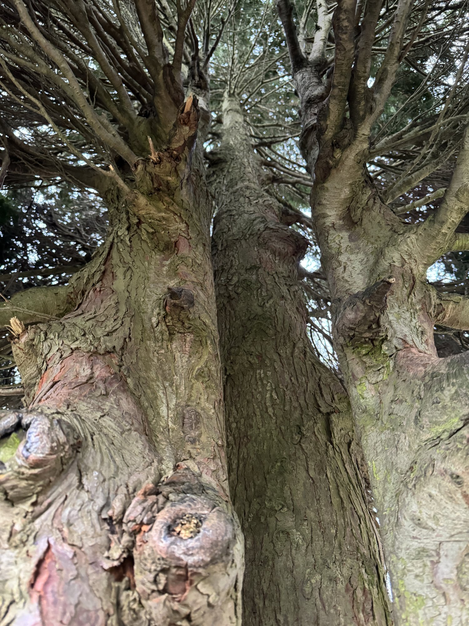 Looking up into the rising trunks of an old yew in Belle Vue Park