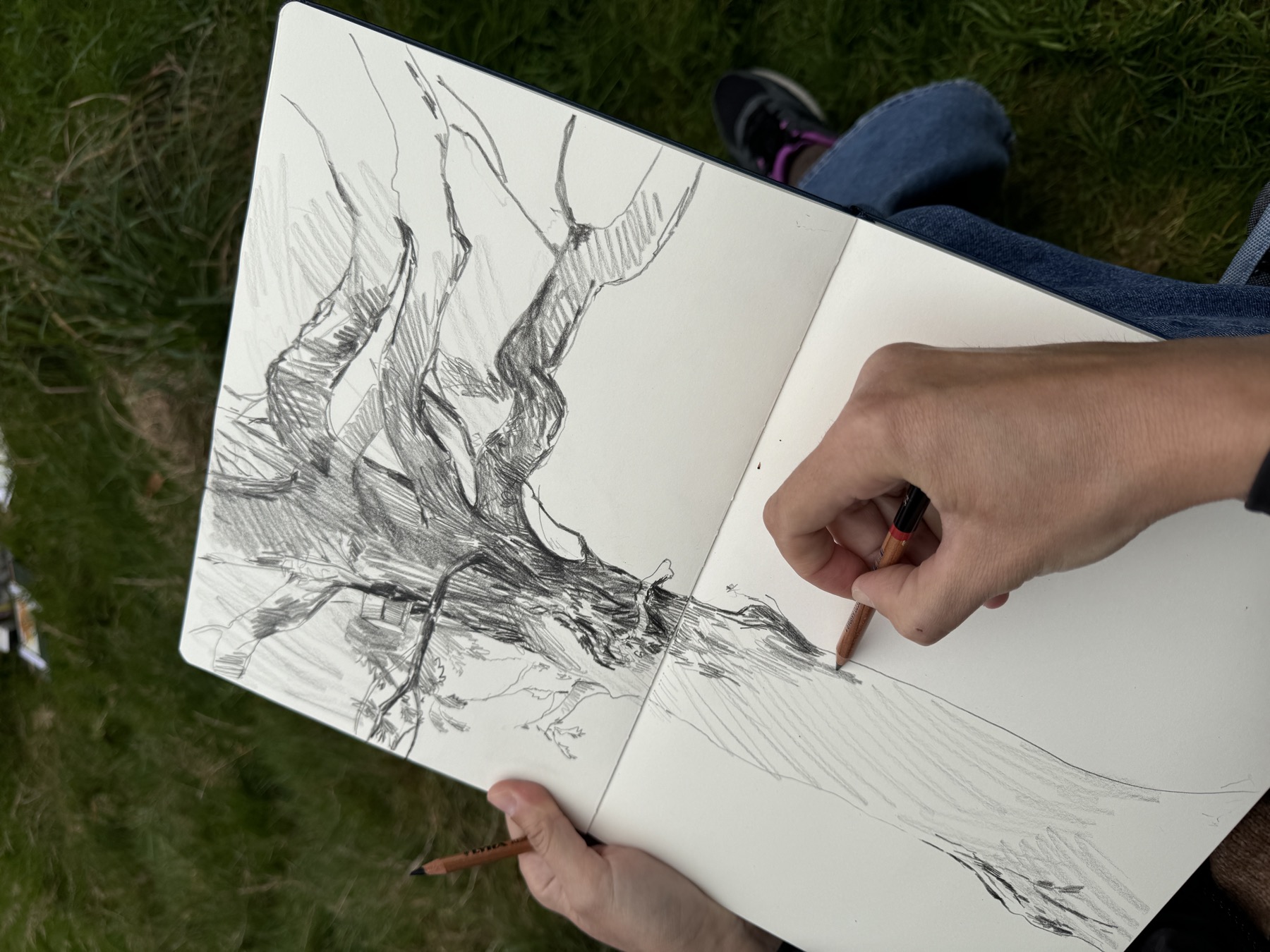 Pencil sketch of a tree in Victoria Square Penarth