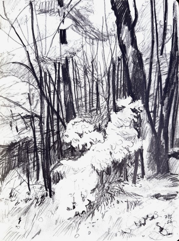 Forest in Lithuania, graphite in a sketchbook by Ksenia Kudelkina