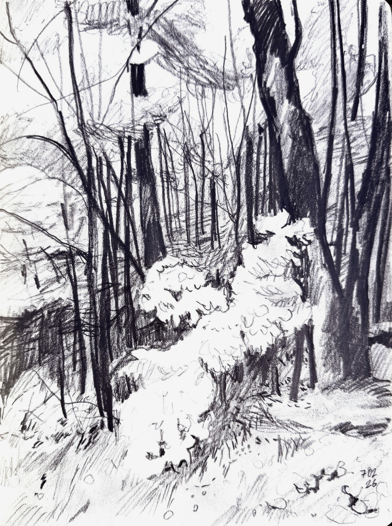 Forest in Lithuania, graphite in a sketchbook by Ksenia Kudelkina